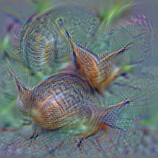 n01943899 conch